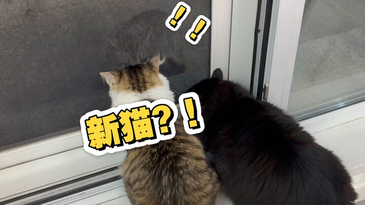 Mèo mới! Trời ơi! Một con mèo giống thuần chủng!