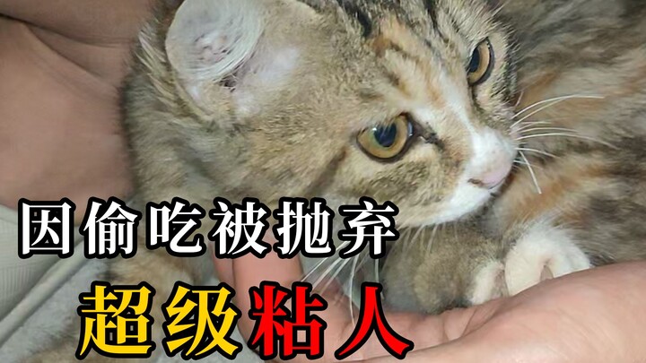 Chú mèo siêu quấn người, bị chủ cửa hàng bỏ rơi vì lén ăn vụng — liệu nó còn có thể tìm được một mái