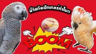 ตอนจัสตินกัดไทเกอร์ปีกหัก!!