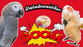 ตอนจัสตินกัดไทเกอร์ปีกหัก!!