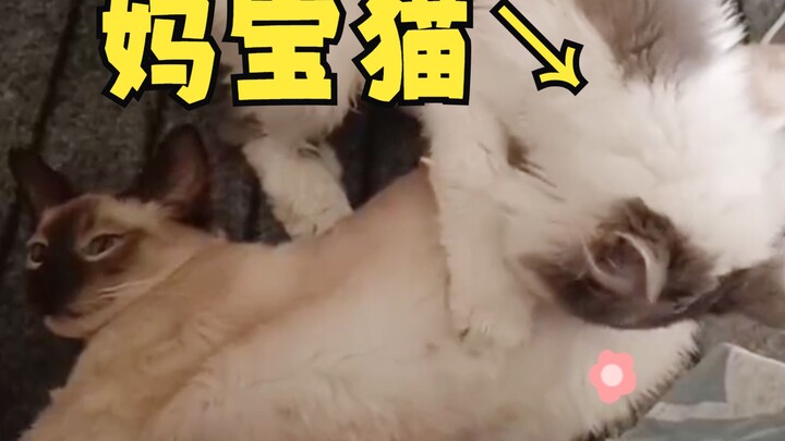 !!Shocking!! The mama's boy cat actually did THIS!