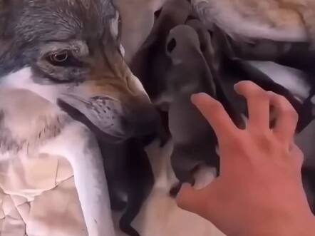 Dog mom protects puppies