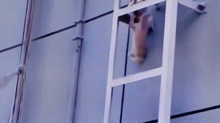 Kucing jalanan pindah rumah, mari sayangi hewan