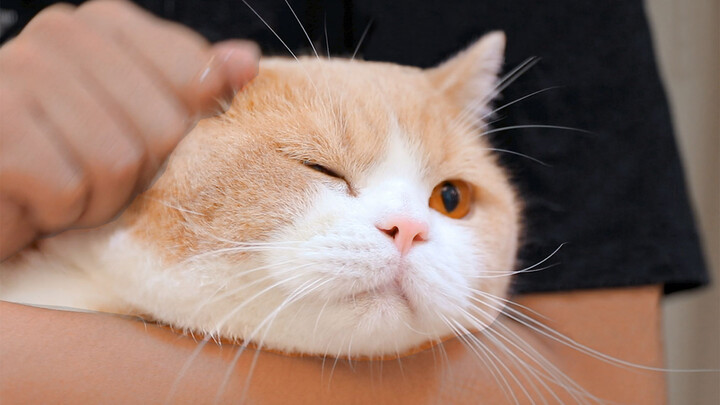 Cat admonishes his owner for cleaning his ears