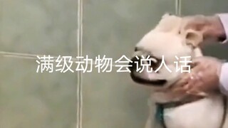 "Level-99 animals can talk like humans!"