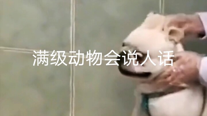 “满级动物会说人话！”