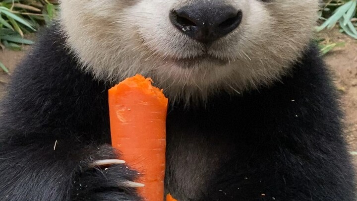 #Guide to Confusing Animals#