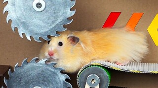 "Exciting" little hamster's challenge of wisdom and courage~