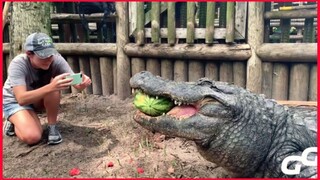 Animals Smash Huge Watermelon In One Bite Compilation / Alligator / Hippo / Turtle / Elephant.