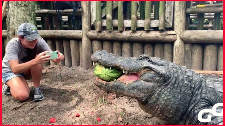 Animals Smash Huge Watermelon In One Bite Compilation / Alligator / Hippo / Turtle / Elephant.