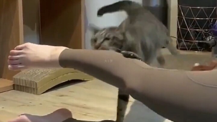 “If you’re raising a cat, getting a few scratches is totally normal!!”