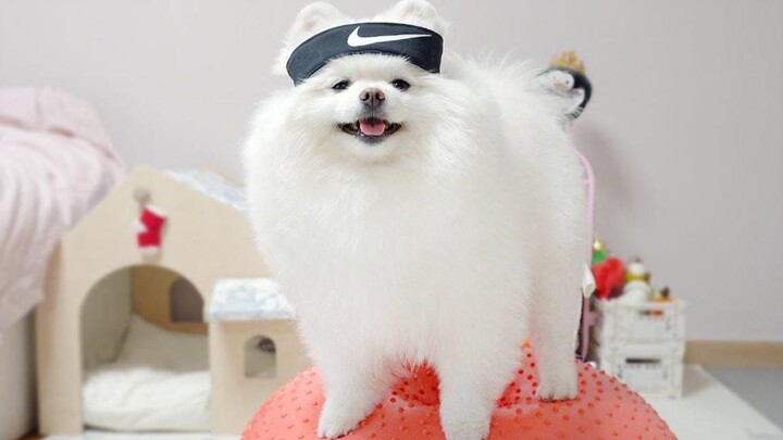 Why is this little dog working out so hard? Of course, it’s for the food!
