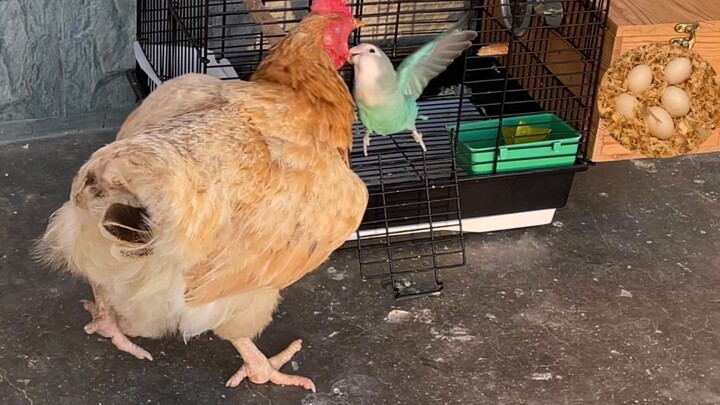 An old hen stole some birdseed and got beaten up by the little green egg—hilarious!