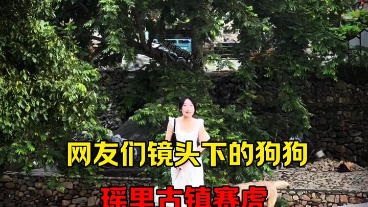 Ini adalah seekor anjing yang terekam oleh kamera para netizen.