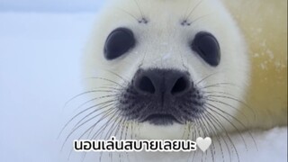 แมวน้ำนอนเล่นบนหิมะ❄️