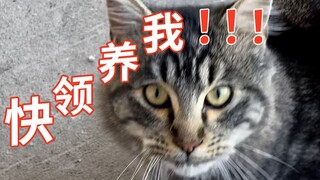 Found a "long-term meal ticket"—a cat who starts acting cute and energetically vying for adoption ev