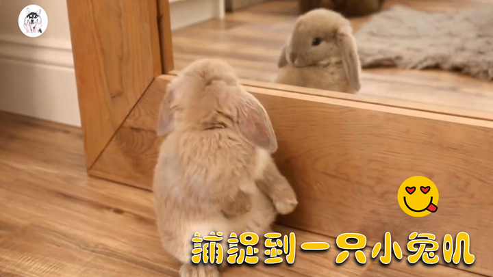 Tuji: Ah ☺️ I’m extra super cute today… Wait, let me throw a little bunny punch first, then wash my 