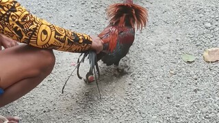 papawis muna ..