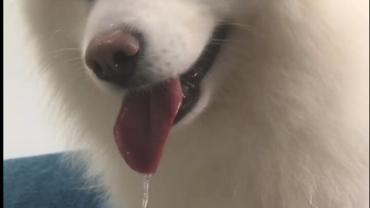 This dog probably makes more people drool than any other online!