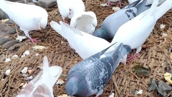 Pigeons are actually dangerous animals!
