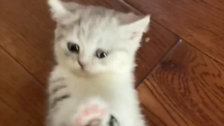 Si Kucing Kecil: Siapa yang bisa tolong aku!