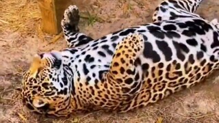 Tại sao con báo đốm này lại béo như quả bóng?