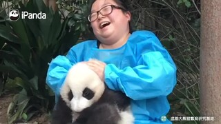 对于大熊猫而言，有奶妈的熊生，真的可以为所欲为
