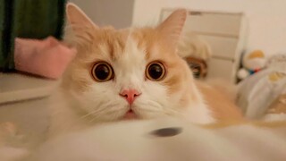 养猫千日，用猫一时！莫有一只小强能活着离开一个五猫之家！！！