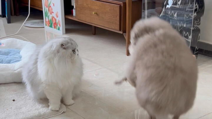 The Little Lamb and Its Friends