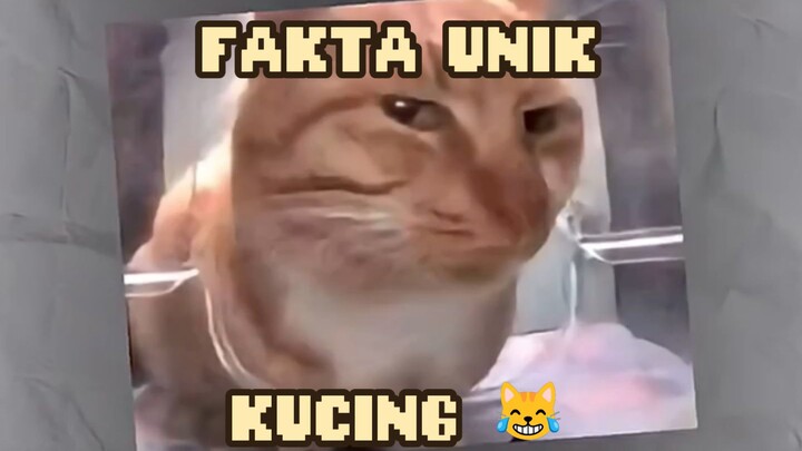 FAKTA UNIK KUCING 😹