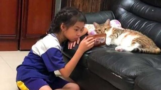 Funny Cat and Their Human will Brighten Up Your Day - Cute Cat Show Love