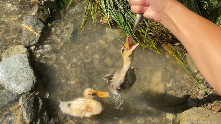 Pemuda mengajak tiga ekor bebek berlibur, si bebek: Sebenarnya apa yang baru saja kualami?
