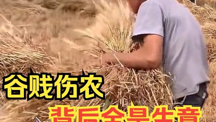 أخيرًا فهمت لماذا حثّ أسلافنا على تفضيل الزراعة وقمع التجارة: عندما يهبط سعر الحبوب، يتضرر المزارعون