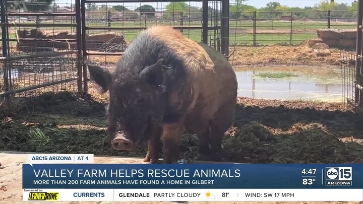 Gilbert's Home Sweet Home Animal Sanctuary cares for hundreds of farm animals