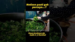 daun jeruknya aja habis 3 kwintal perhari #shorts