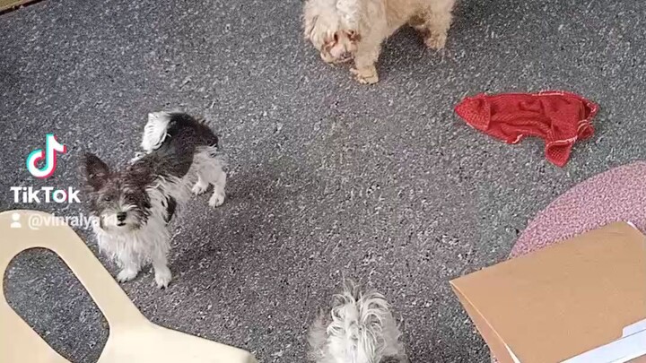 Dogs waiting for furparent to come home 😥