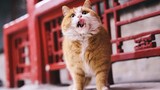 Động vật|Răng nanh của mèo con