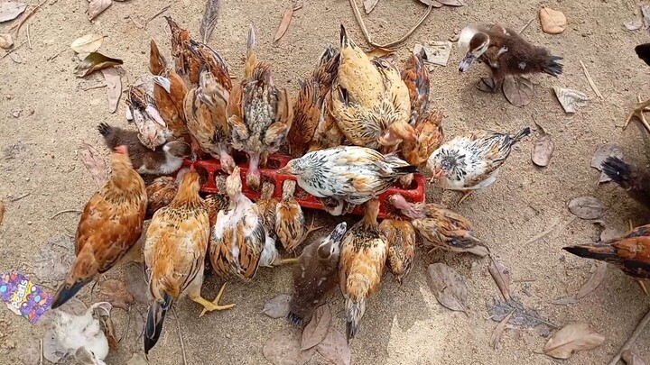 🐔 দেশি মুরগির বাচ্চার কোন বয়সে কোন ভ্যাকসিন দেবেন—জেনে নিন সম্পূর্ণ ভ্যাকসিন শিডিউল।#দেশিমুরগি#ভ্যা