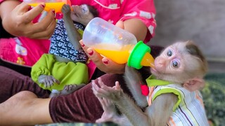 Most Care! Mom feeds mixed vitamin powder for tiny adorable Toto & Yaya keep them healthy & stronger