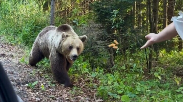 Người tốt bụng cho gấu ăn, nhưng gấu lại muốn ăn thịt người