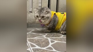 Tìm cách mở đi con chai.meocute cat sothuvuinhon