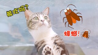 Saya curiga kucing-kucing saya sedang makan kecoak, jadi saya membeli sekotak kecoak dan menaruhnya 