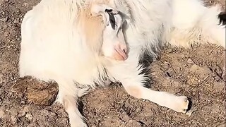 เมื่อมีมี่นอนเกินเวลาและพบว่าตัวเองถูกทิ้งไว้ข้างหลัง