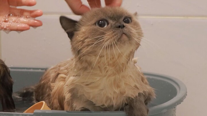 When the Kitten and the Dog Take a Bath Together