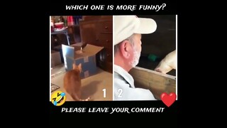 Which one is more funny animal video?🤣 Leave your comment please❤️ #funny #animals #video #shorts #2