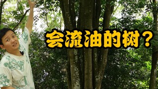 [Fruit Hunter x Hunter] Let's identify the star species of Hainan Tropical Botanical Garden—don't mi