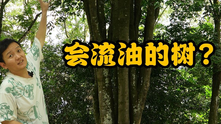 【水果猎人】鉴定一下海南热带植物园的明星物种，必看的雨林四大景观！