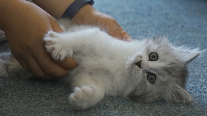 8 cats, 8 times the happiness