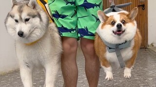 Bagaimana reaksi anjing Corgi dan Husky saat Anda meletakkan anjing di air?