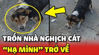 Thanh niên Cún ĐI CHƠI 2 ngày mới về khiến anh Sen TỨC CHẾT 😂 | Yêu Lu